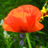 L_amour_message_thumb