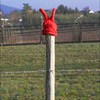 Victory_thumb