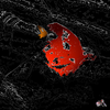 Druckoral_thumb