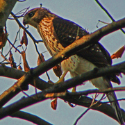 Dsc03748ab_card