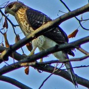 Cooper_s_hawk-cropped_card
