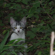 Img_0004_card