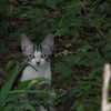 Img_0004_thumb