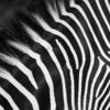 Zebra_4_thumb