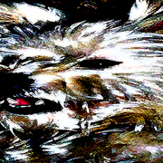 Wolf_card