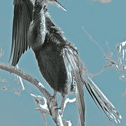Birds_2_card