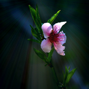 _mg_4516a_favab3_card
