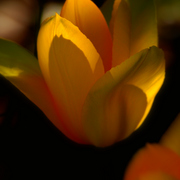 Img_4761a_favab1_card