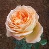 Rosa_01_thumb