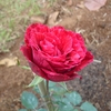 Rosa_02_thumb