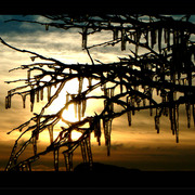 Ice_bush__card