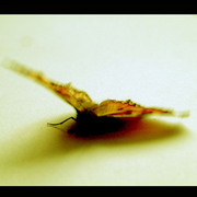 Dying_butterfly_card
