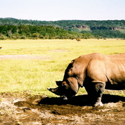 Africa-18_card