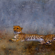 Cheetah_card
