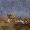 Cheetah_thumb