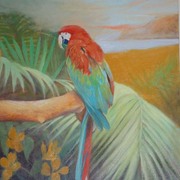 Macaw_card