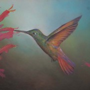 Hummingbird1_card