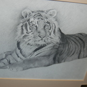 Tiger_drawing_card