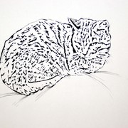 Resting_cat_card