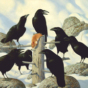 The_seven_raven_web_card