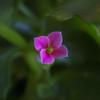 Kalanchoe_thumb