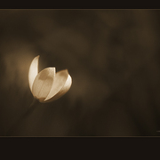 Simplify_card
