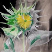 Jpg_800_75web_sunflowers_03_card