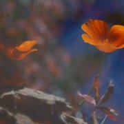 Dsc_0102orange_pansy_reflection_card