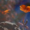Dsc_0102orange_pansy_reflection_thumb