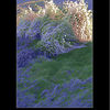 706684-1-herbs-by-the-river-rance_thumb
