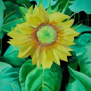 Jpg_800_75web_sunflowers_05_card