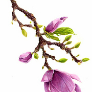 Magnolia_jlstanley_card