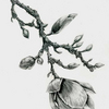 Magnoliabw_jlstanley_thumb