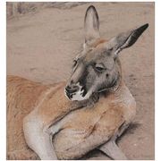 Roostudy_card
