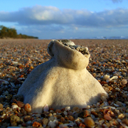 Balgal_beach_coral_1_card
