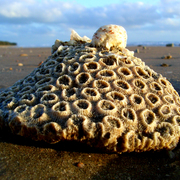 Balgal_beach_coral_2_card