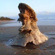 Balgal_beach_coral_6_card