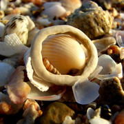 Balgal_beach_shells_2_card