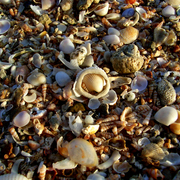 Balgal_beach_shells_card