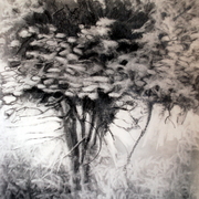 Small_tree_in_the_woods_card