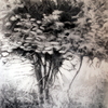 Small_tree_in_the_woods_thumb