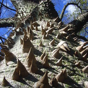 Cone_tree_card