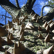 Cone_tree_2_card