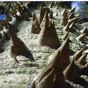 Cone_tree_3_card