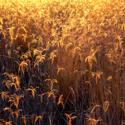 Sunset_grass_card