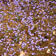 Jacaranda_flowers_1_card