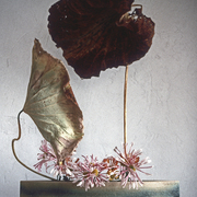 Lotus_card