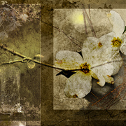 Awakening_card