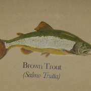 Brown_trout_on_concrete_card