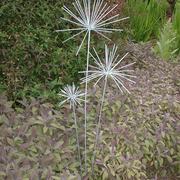 Allium-set-with-sage_card